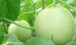 娱乐吃瓜频道有哪些名字,盘点那些让人欲罢不能的频道名称